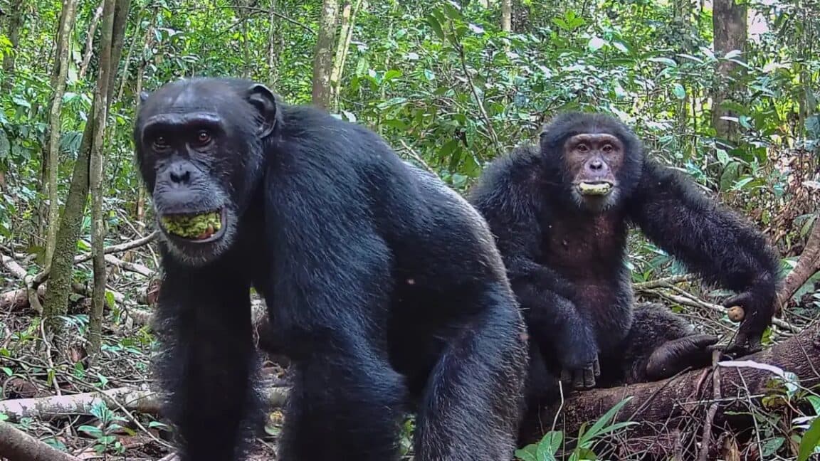 Ugandan chimpanzees split into rival factions and killed members of opposing group, study finds