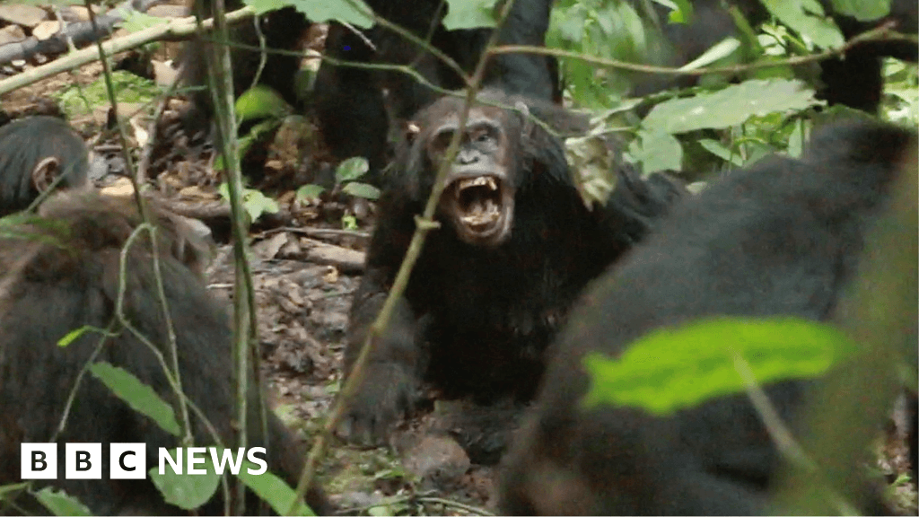 Chimpanzees in Uganda engaged in eight-year 'civil war', researchers say