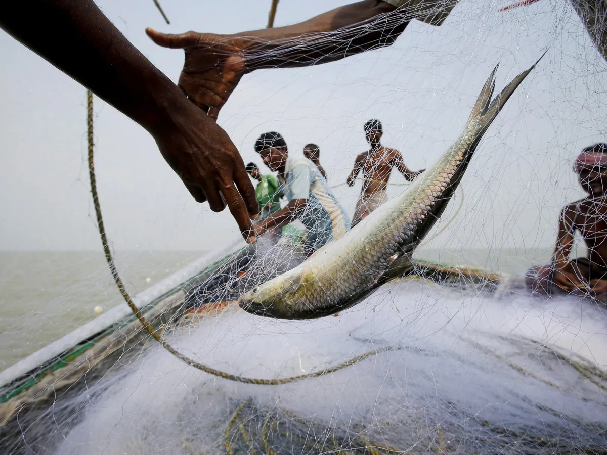 Fish takes center stage in West Bengal election campaign