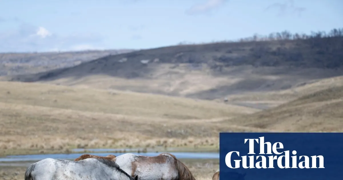 Australia's feral horses said 'hold my hay' and multiplied the second culling stopped