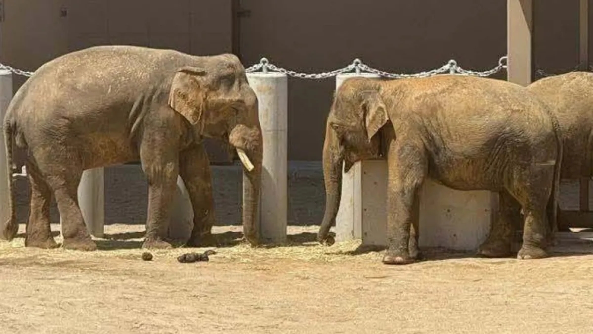 Malaysia's anti-corruption agency is now investigating three elephants (yes, really)