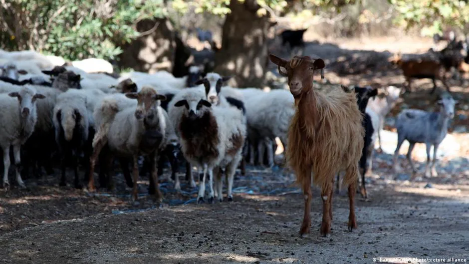 Greek ministers resign after farmers apparently claimed subsidies for cows they definitely didn't own