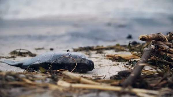 Ten years on, silence surrounds Taiwan's Formosa disaster in Vietnam