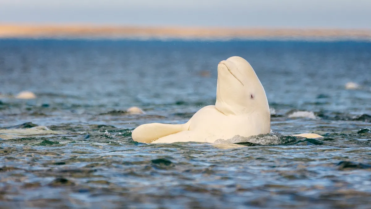Beluga whales can recognize themselves in mirrors, and now scientists are questioning the whole test